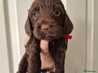 Sprocker dogs 4 GIRL SPROCKERS AVAILABLE 5th july - Advert 2
