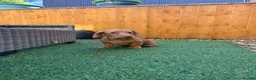Miniature Dachshund dogs for sale: Miniature dachshund puppies - Advert 10