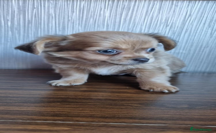 Chihuahua dogs - Advert 1