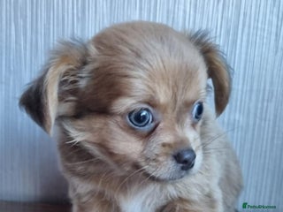 Chihuahua dogs - Advert 22