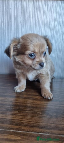 Chihuahua dogs - Advert 1