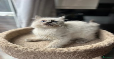 Ragdoll cats Gccf ragdoll kittens  - Advert 7