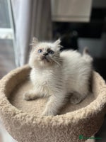 Ragdoll cats Gccf ragdoll kittens - Advert 2