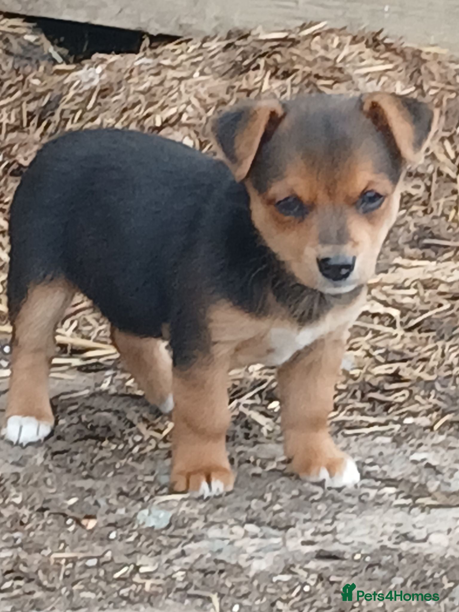 Jack Russell dogs Just 2 terrier puppies £450 each - Advert 6