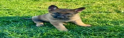 German Shepherd dogs for sale: Working line GSD pups  - Advert 13