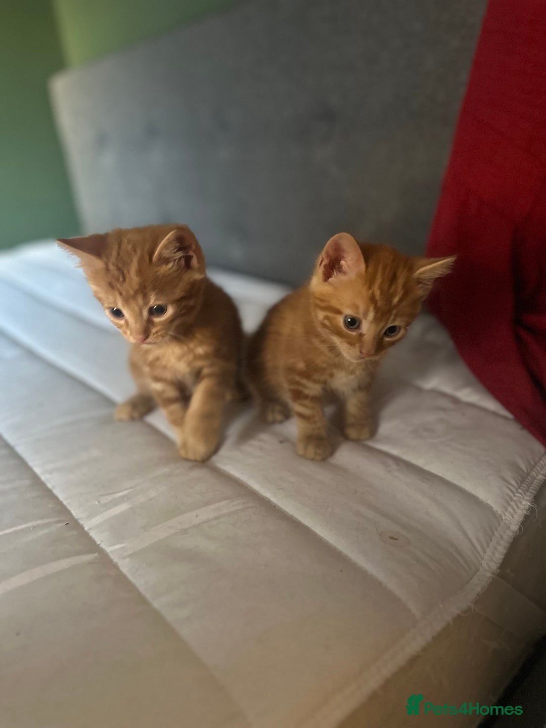 Domestic Shorthair cats for sale: Adorable fluffy kittens for sale!! - Image 7