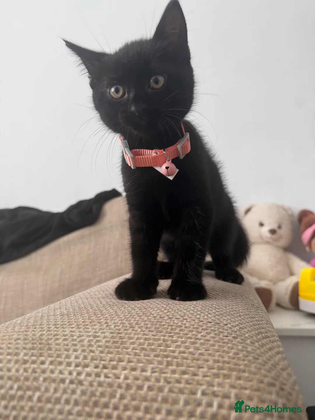 Bombay cats for sale: 1 FEMALE  - Advert 2