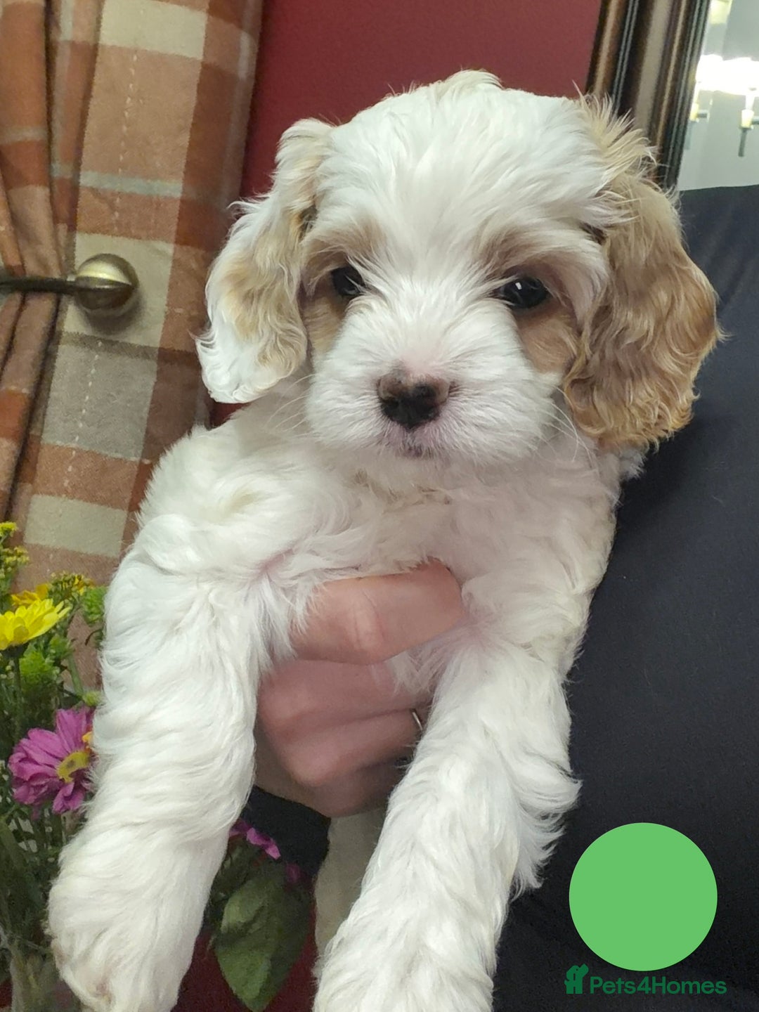 Cavapoo dogs for sale: Stunning Cavapoochon’s for sale (2 left) - Advert 6