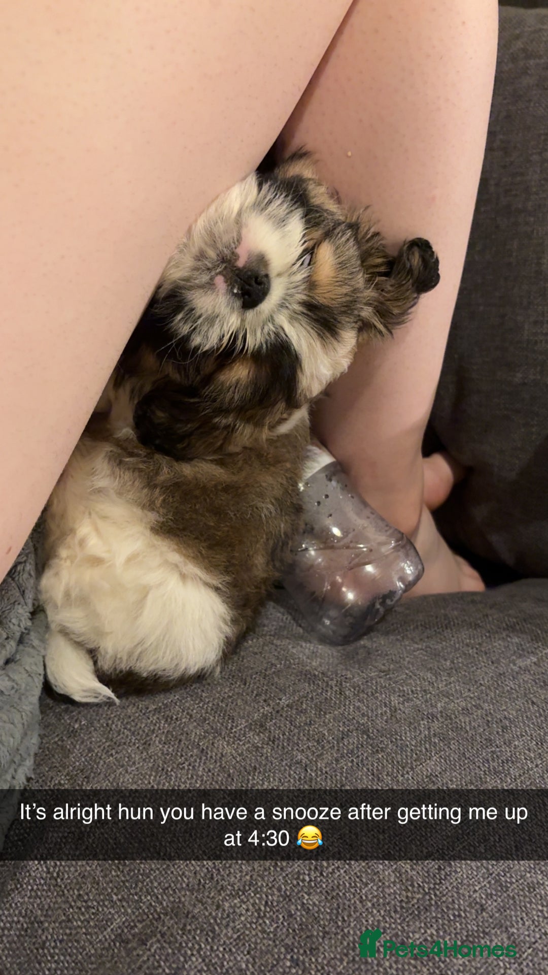 Shih Tzu dogs for sale: Shih-Tzu Puppy for sale  - Image 5