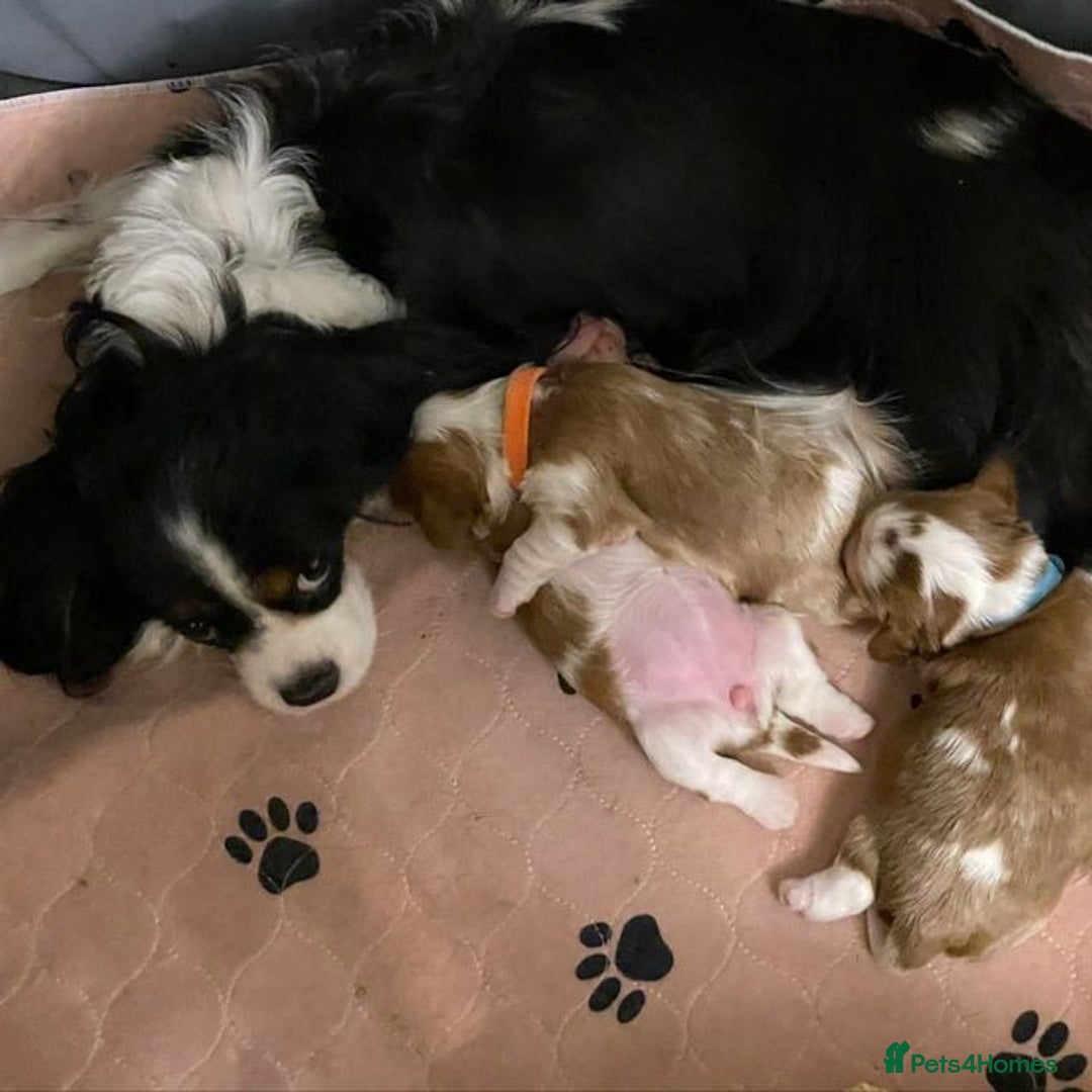 Cavalier King Charles Spaniel dogs for sale: Our Babies King Charles Puppies Ready❤️ - Image 7