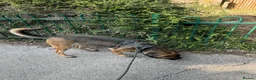 Belgian Shepherd Dog dogs for sale: Luna, belgian shepherd malinois looking for home - Advert 3