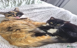 British Shorthair cats for sale: Bonded mum and daughter  - Image 1