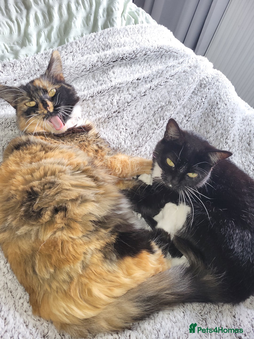 British Shorthair cats for sale: Bonded mum and daughter  - Image 1