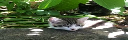 Mixed Breed cats for sale: Little darlings looking for loving homes - Advert 5