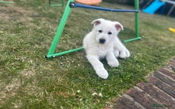 German Shepherd dogs for sale: 6 month old white German Shepard male - Image 5