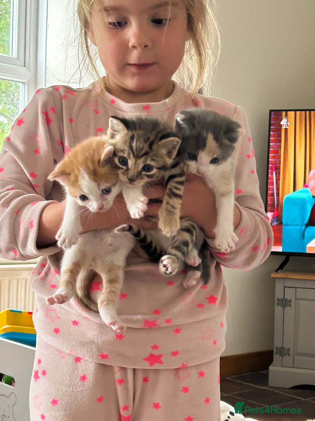 Mixed Breed cats for sale: Kittens.. Ready to reserve.  - Image 6