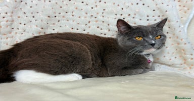 British Shorthair cats - Advert 12