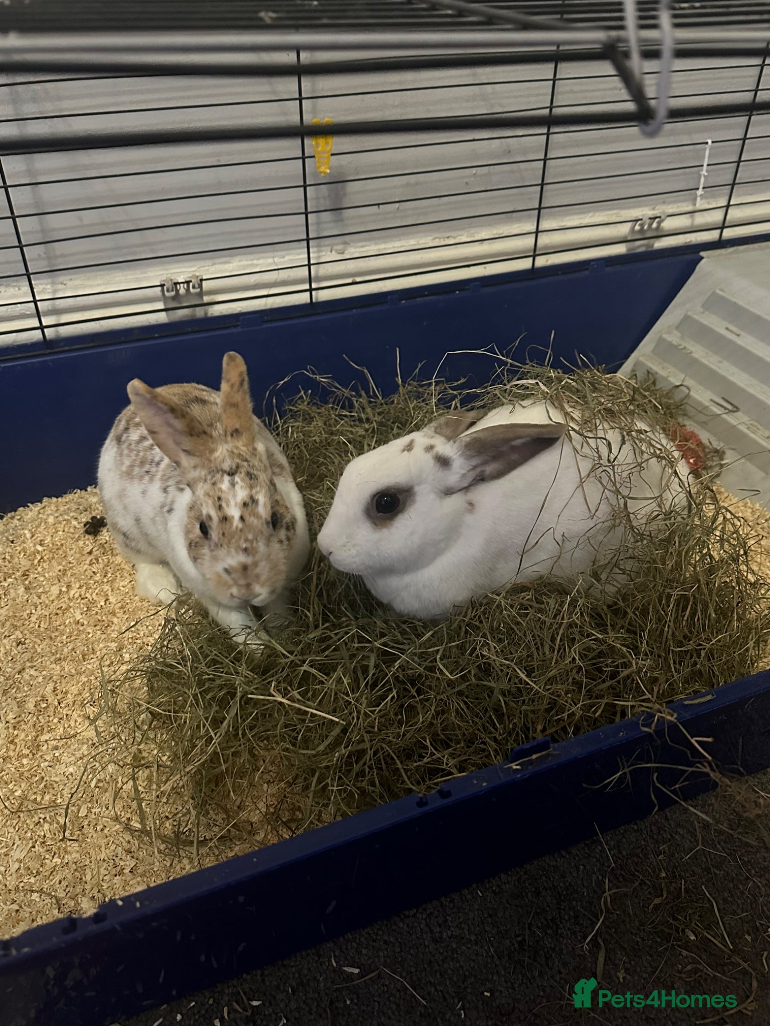 Mixed Breed rabbits Two bonded male and female indoor rabbits - Advert 4