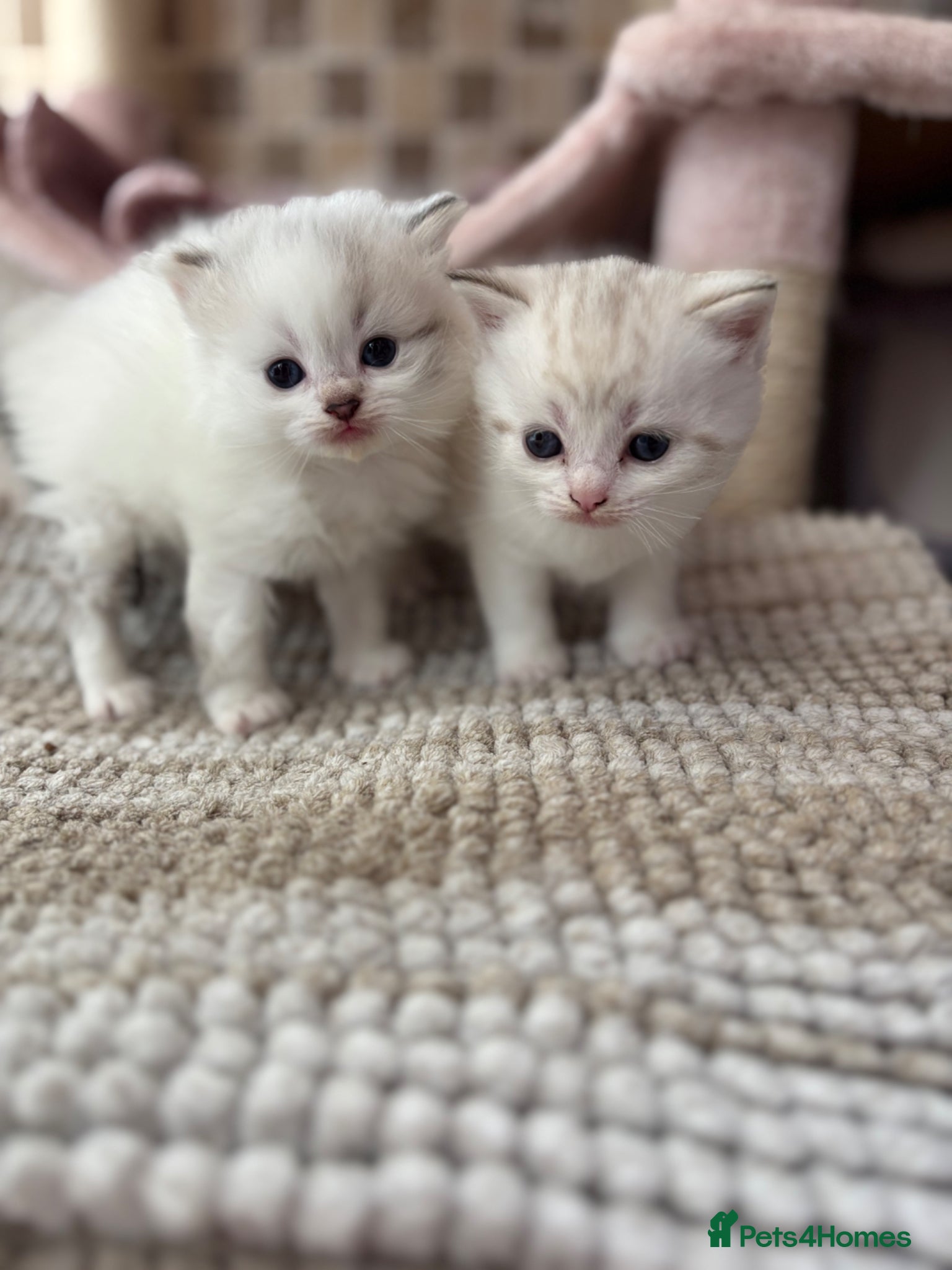 British Shorthair cats Beautiful British Shorthair Lynx Point Mix Kitten  - Advert 1