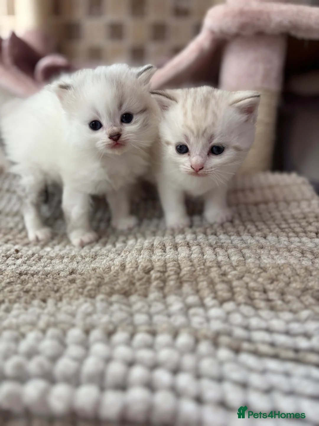British Shorthair cats for sale: Beautiful British Shorthair Lynx Point Mix Kitten  in Ashton-under-Lyne - Advert 1