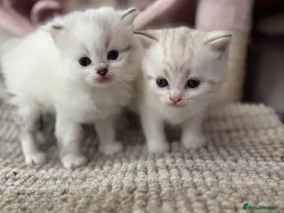 British Shorthair cats Beautiful British Shorthair Lynx Point Mix Kitten - Advert 1