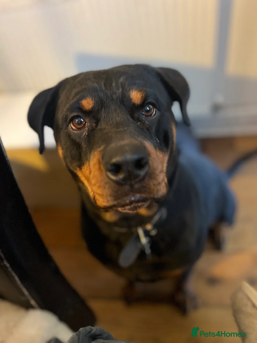 Rottweiler dogs for sale: Beautiful 2.5yr Rotty - Advert 4