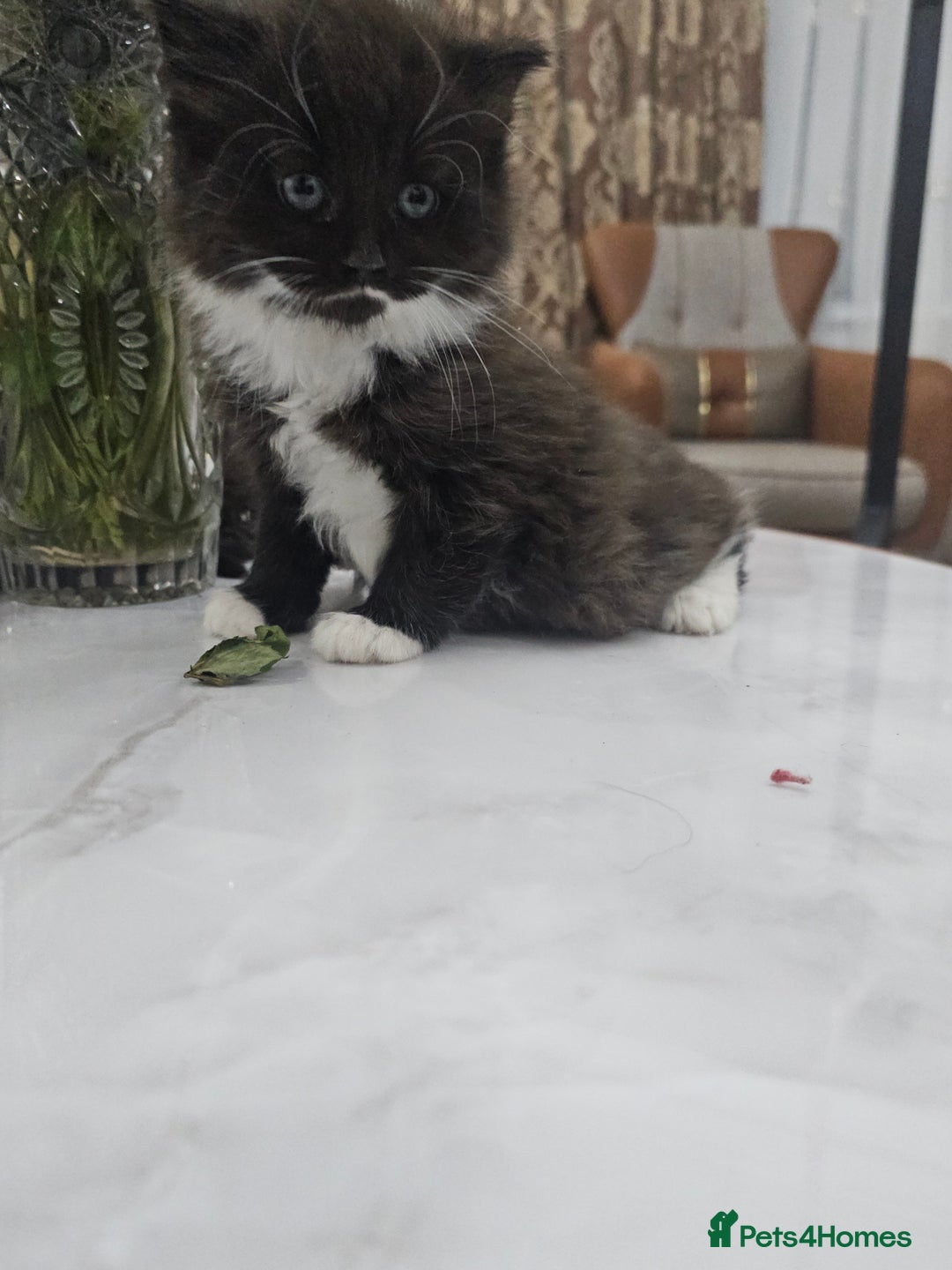 Persian cats for sale: Adorable half perian kittens available now,  - Advert 23