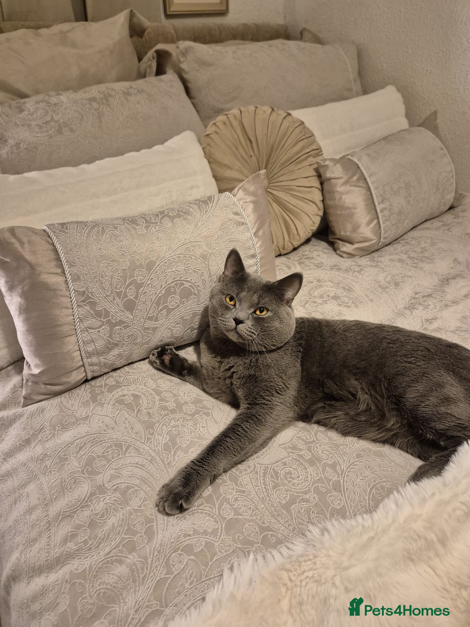 British Shorthair cats Pure British Shorthair boy for stud  - Advert 1