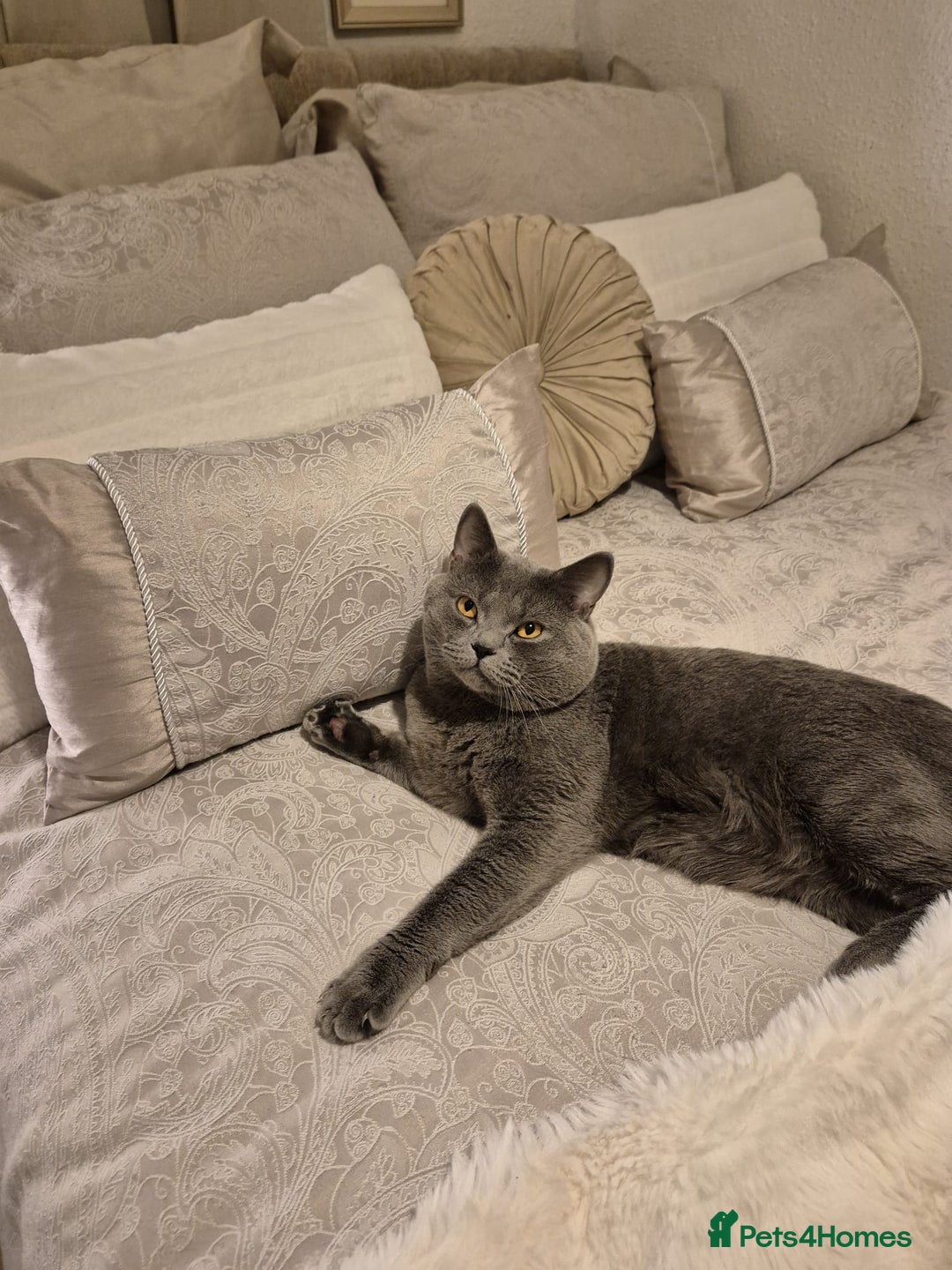 British Shorthair cats for stud: Pure British Shorthair boy for stud  - Advert 1