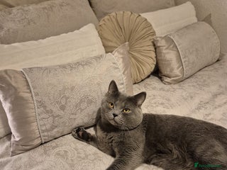 British Shorthair cats Pure British Shorthair boy for stud - Advert 1