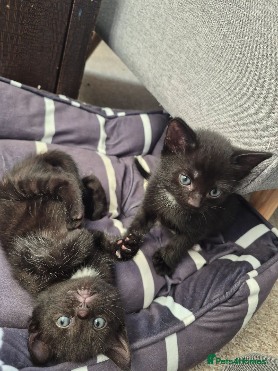 Mixed Breed cats for sale: Kittens  - Advert 7