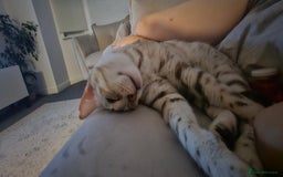 Bengal cats for sale: Mother and daughter bengal for rehoming  - Image 3