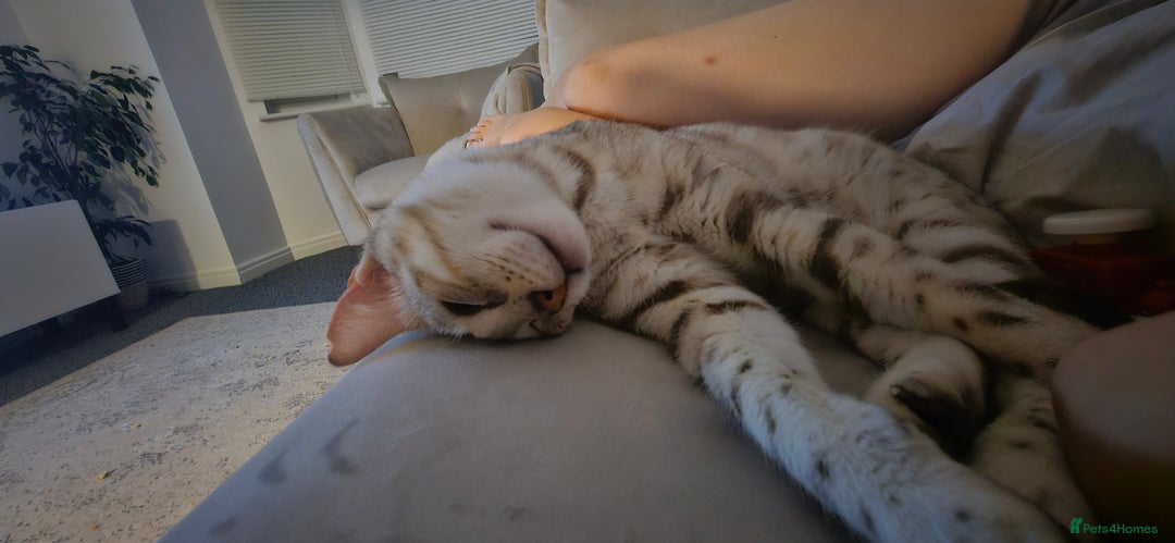 Bengal cats for sale: Mother and daughter bengal for rehoming  - Image 3