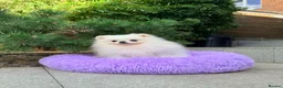 Pomeranian dogs for sale: SUPER TINY WHITE POMERANIAN BOY - Advert 17