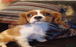 Cavalier King Charles Spaniel dogs for sale: READY kc, health tested girl - Image 14
