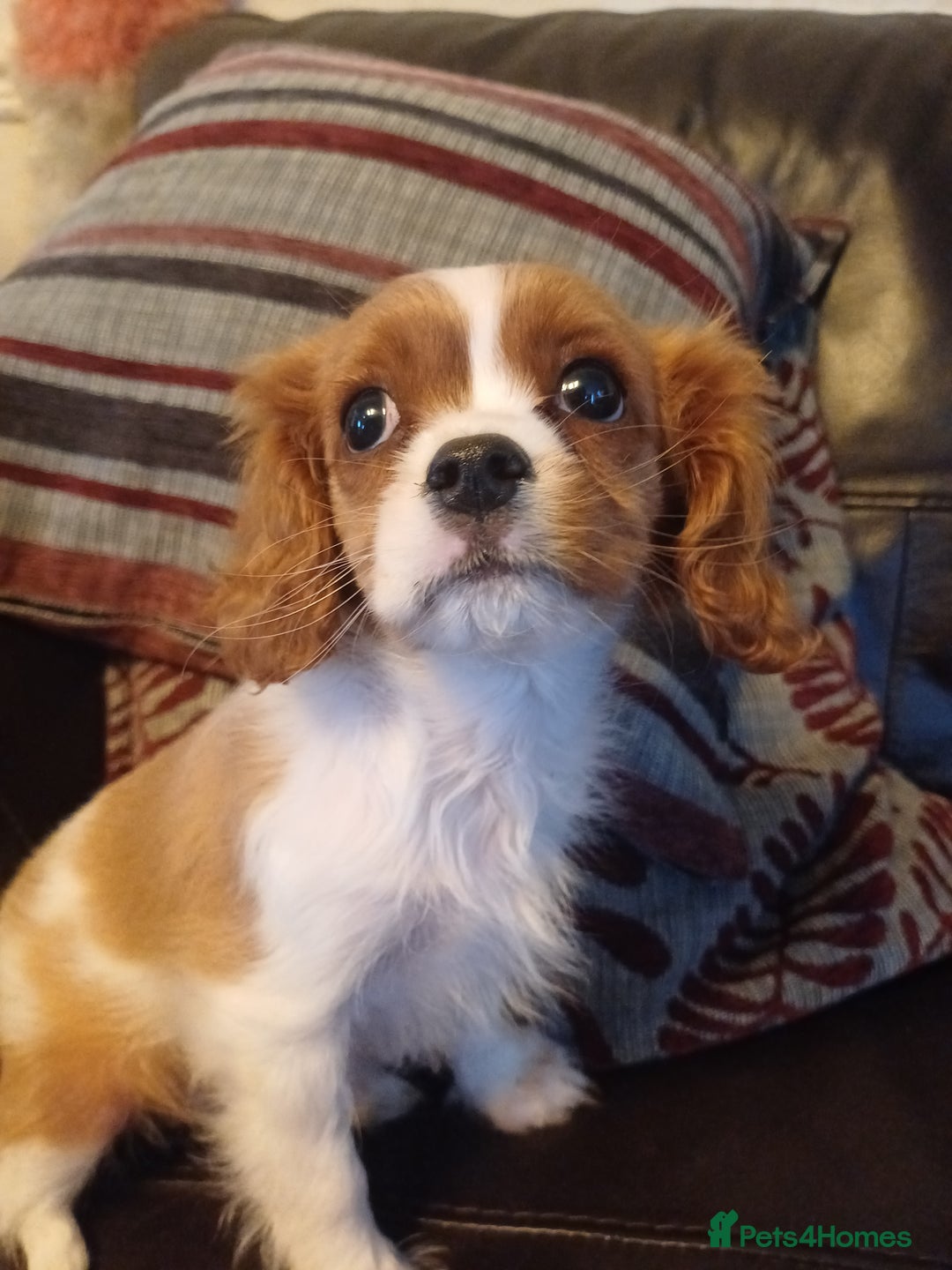 Cavalier King Charles Spaniel dogs for sale: READY kc, health tested girl - Image 14