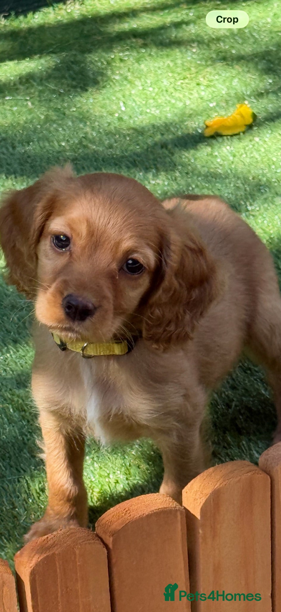 Cocker Spaniel dogs for sale: Stunning KC reg and fully health tested  - Advert 1