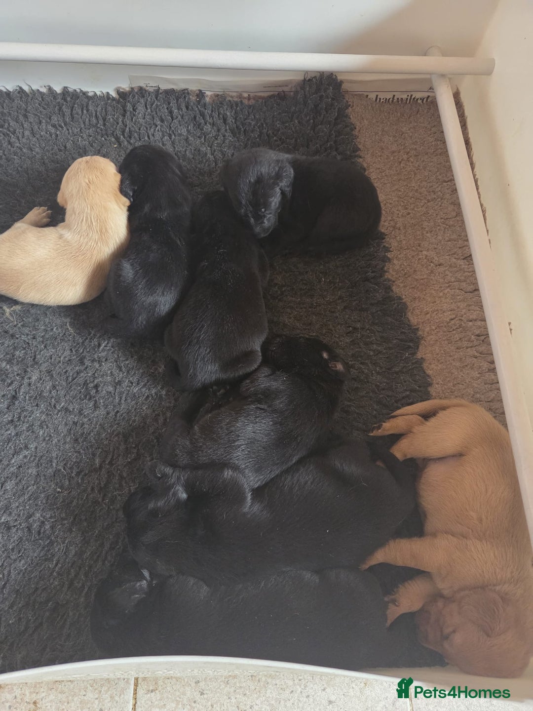 Labrador Retriever dogs for sale: Beautiful kc registered Labrador puppies - Advert 2