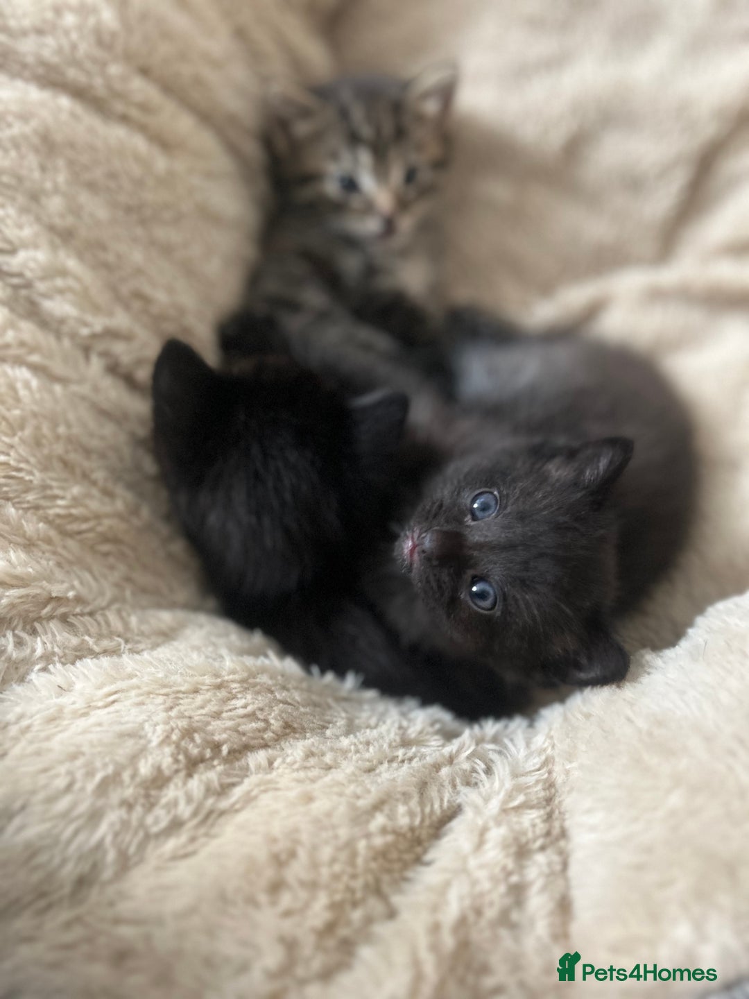 Domestic Shorthair cats for sale: Kittens  - Image 9