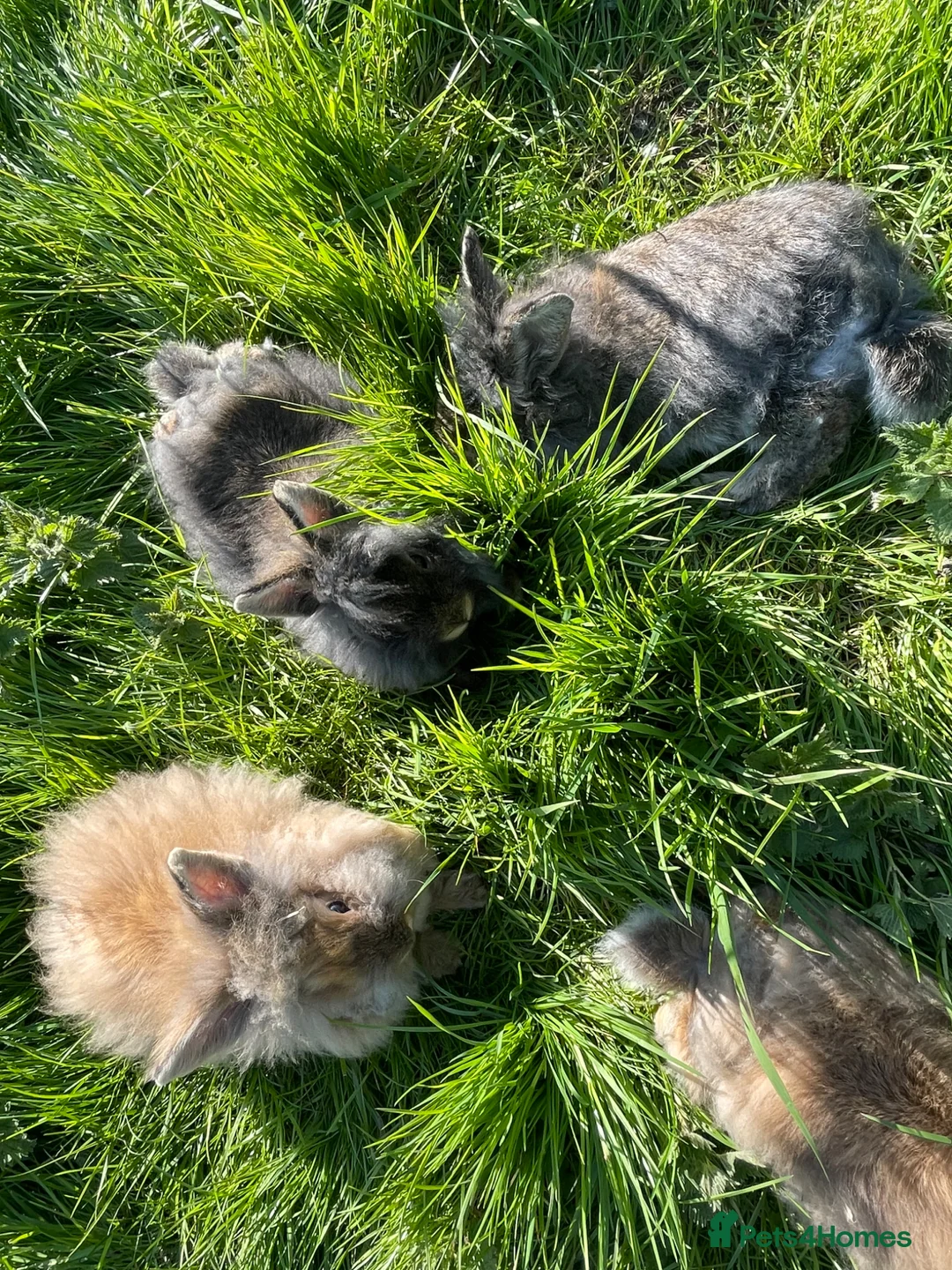 Lionhead rabbits for sale: Baby Lion head bunnies for sale - Advert 1