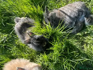 Lionhead rabbits Baby Lion head bunnies for sale - Advert 18