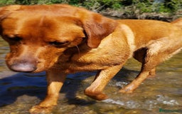 Labrador Retriever dogs for stud: Fox Red Stud Dog, Kennel Club Registered in Chelmsford - Image 17
