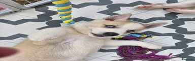 Huskita 5