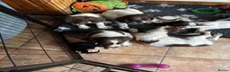 Sprocker dogs for sale: Beautiful litter of sprocker pups - Advert 10