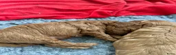 Cavapoo dogs for sale: Health Tested F1b Cavapoos - Advert 16
