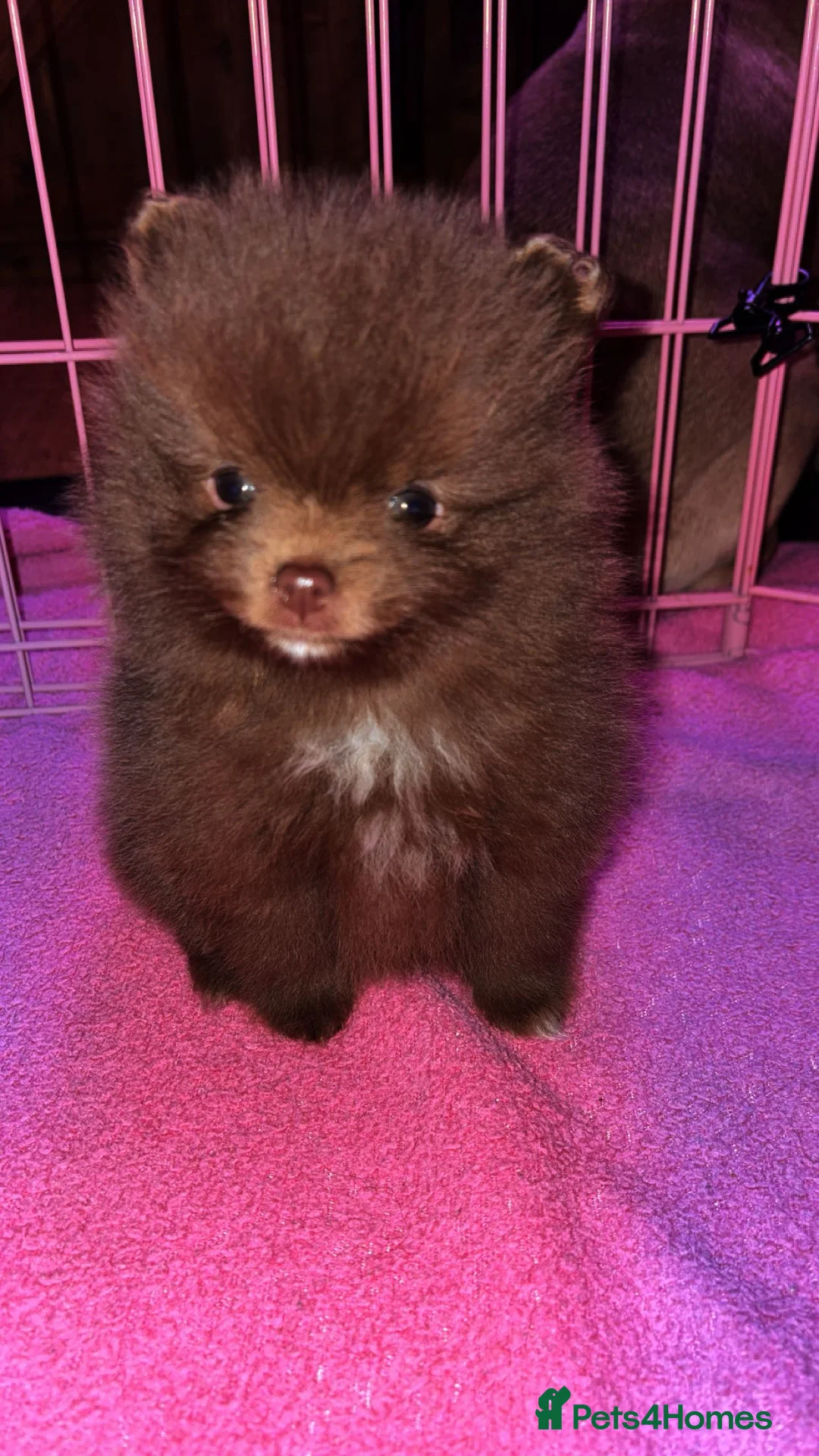 Pomeranian dogs for stud: Beautiful blue eyed Alaskan merle Pomeranian stud in Swansea - Advert 10