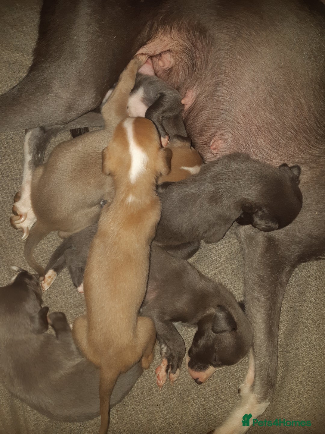 Whippet dogs for sale: Whippet Puppies - Advert 9