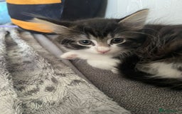 Mixed Breed cats for sale: Mix maine cone kittens  - Image 22