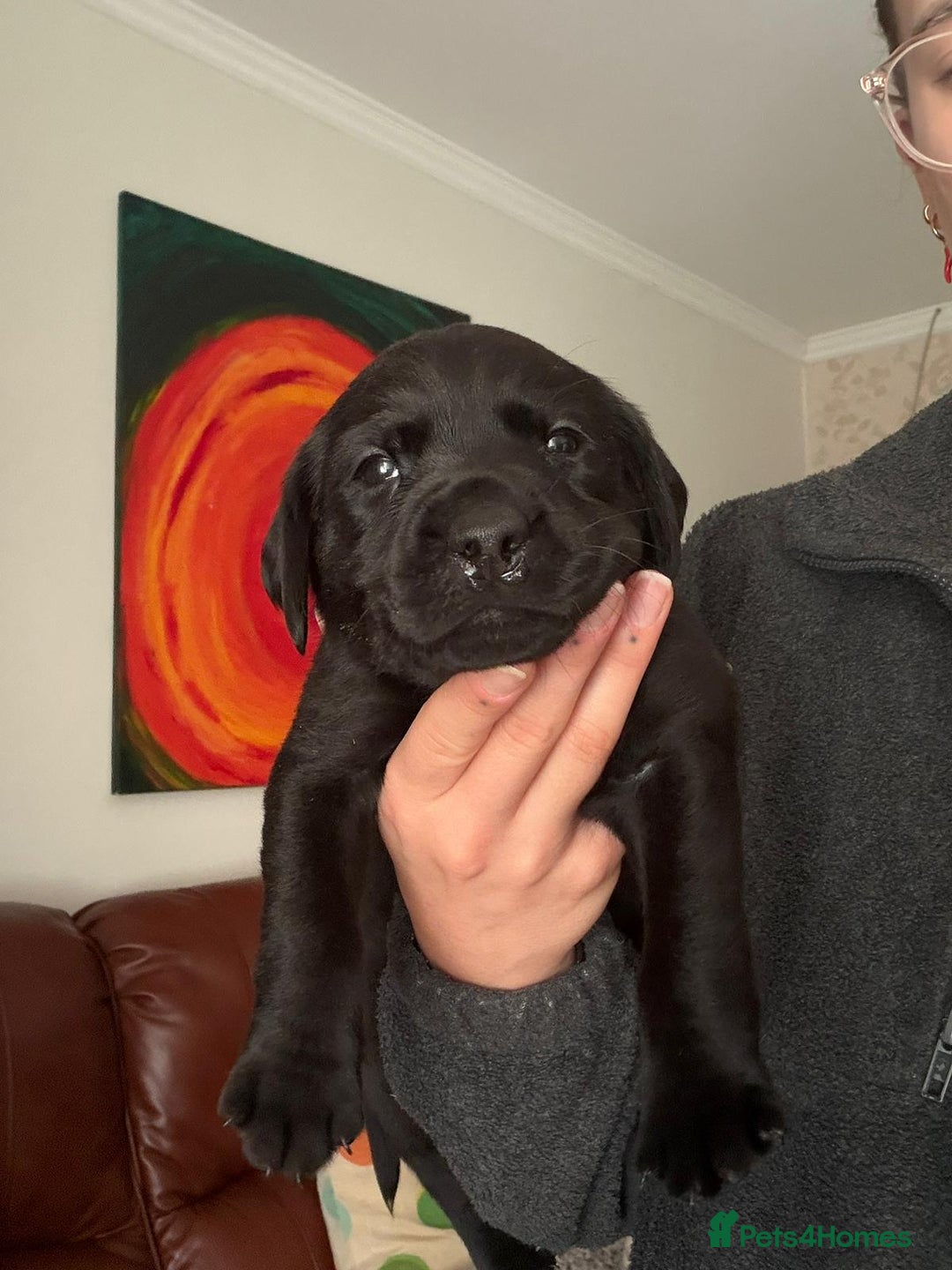 Labrador Retriever dogs for sale: Working labrador puppies for sale - Advert 2