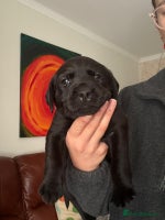 Labrador Retriever dogs - Advert 9